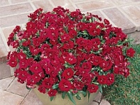 Гвоздика турецкая (Dynasty F1)