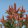 Целозия колосистая (перистая) (Celosia spicata)