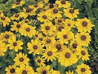 Рудбекия волосистая (Toto) Рудбекия волосистая (Toto)