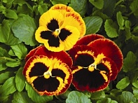 Виола Виттрока