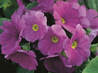 Примула обратноконическая (Libre F1)