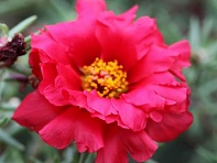 Портулак крупноцветковый (Sunnyside)