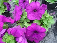 Петуния многоцветковая (генетически компактная) (Mambo GP F1)