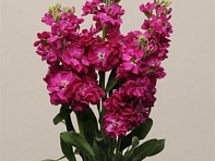 Левкой седой (Katz) Левкой седой (Katz)