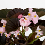 Бегония гибридная (бронзовая листва) (Begonia benariensis)