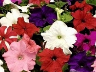 Петуния крупноцветковая (Tango F1)