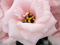 Лизиантус (Эустома) крупноцветковый (Arena F1)