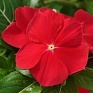 Катарантус розовый ампельный (Vinca rosea)