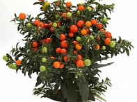 Паслен ложноперечный