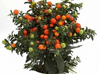 Паслен ложноперечный (Thurino Light)