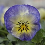 Виола рогатая (Viola cornuta)