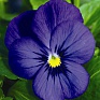Виола рогатая (Viola cornuta) Виола рогатая (Viola cornuta)