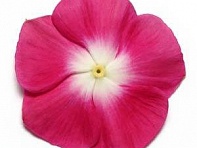 Катарантус розовый (Pacifica XP)