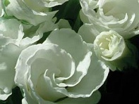 Примула бесстебельная (Primlet)