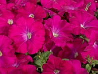 Петуния многоцветковая (Celebrity F1)