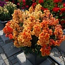 Львиный зев (Антирринум) махровый (Antirrhinum majus)