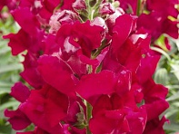 Львиный зев (Антирринум) большой (Liberty Classic F1)