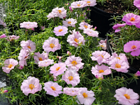 Портулак крупноцветковый (Sundial F1)