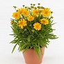 Кореопсис крупноцветковый (Coreopsis grandiflora)