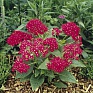 Пентас ланцетовидный (Pentas lanceolata)