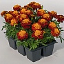 Бархатцы отклоненные (Tagetes patula)