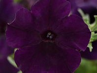 Петуния ампельная гибридная