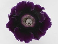 Глоксиния гибридная (Empress F1)