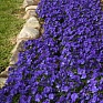 Виола рогатая (Viola cornuta)