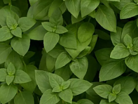 Базилик благородный (Everleaf Lemon)