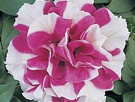 Петуния многоцветковая махровая (Duo F1) Петуния многоцветковая махровая (Duo F1)