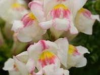 Львиный зев (Антирринум) большой (Snapshot F1)