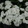 Гвоздика гибридная (Dianthus interspecific)