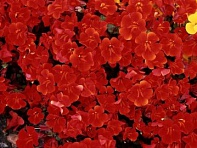 Губастик гибридный (Magic F1)