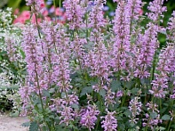 Многоколосник бледноцветковый новомексиканский