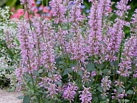 Многоколосник бледноцветковый новомексиканский (Rose Mint)