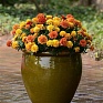 Бархатцы отклоненные (Tagetes patula) Бархатцы отклоненные (Tagetes patula)
