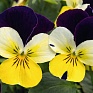 Виола рогатая (Viola cornuta)