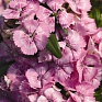 Гвоздика китайская х турецкая (Dianthus chinensis x barbatus)