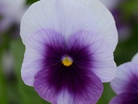 Виола рогатая (Sorbet XP F1)