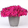 Петуния ампельная гибридная (Petunia х hybrida)