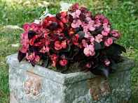 Бегония вечноцветущая (бронзовая листва) (Nightlife F1)