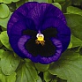 Виола Виттрока (Viola wittrockiana)