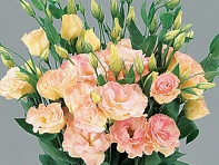 Лизиантус (Эустома) крупноцветковый (Super Magic F1)