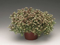 Седум невии (Silver Frost)