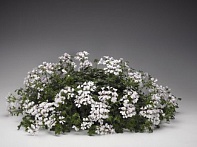 Пеларгония плющелистная ампельная