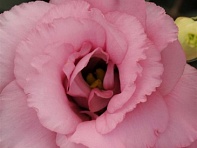 Лизиантус (Эустома) крупноцветковый (ABC F1)