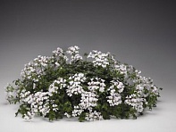 Пеларгония плющелистная ампельная (Tornado F1)