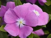 Катарантус розовый (Valiant F1)