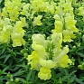 Львиный зев (Антирринум) большой (Antirrhinum majus)