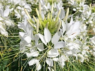 Клеома Хасслера